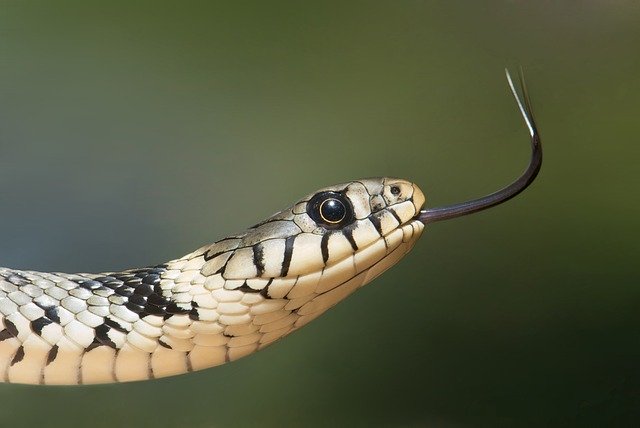 dreaming about snake