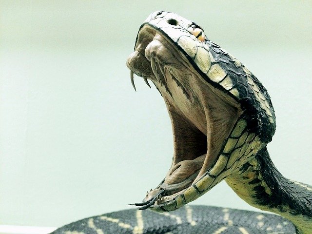 snake islamic dream meaning