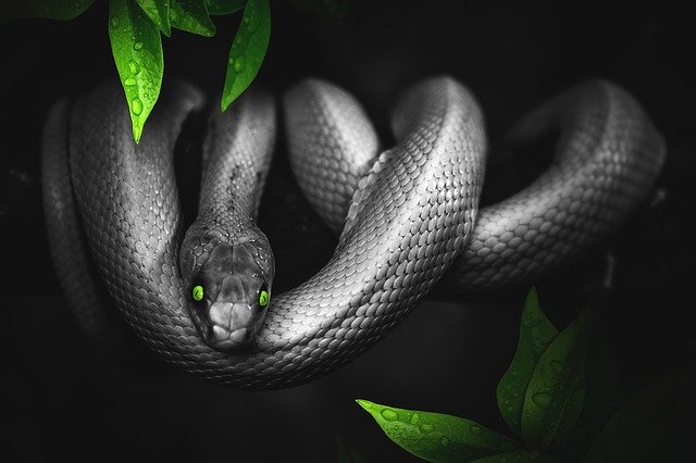 black snake dream meaning