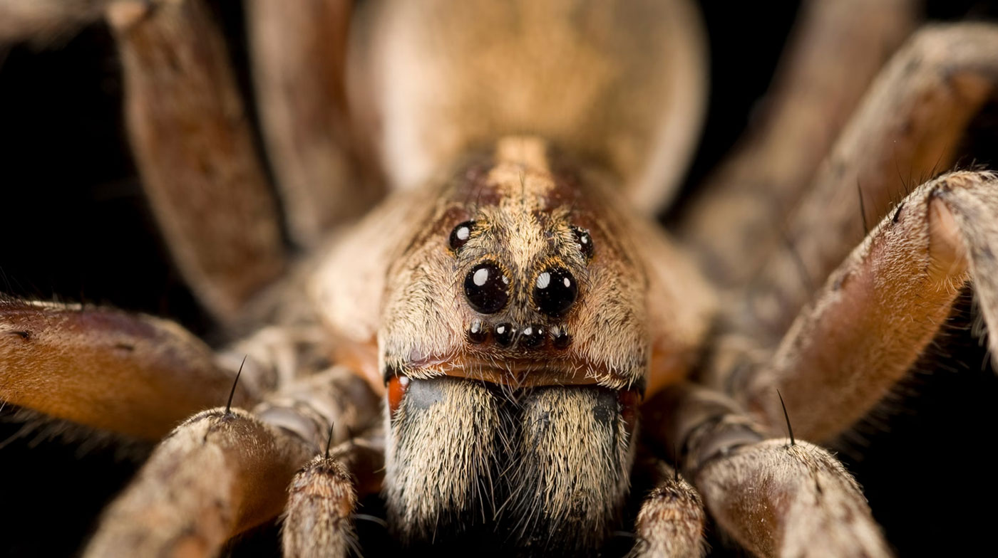 spider dream meaning