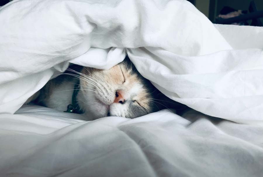 The Significance of Cats in Islamic Dream Interpretation